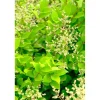Ligustrum texanum - Ligustro