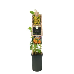 Lonicera Tellman Niani vaso Ø 17 cm