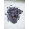 Loropetalum chinense `Black Pearl`