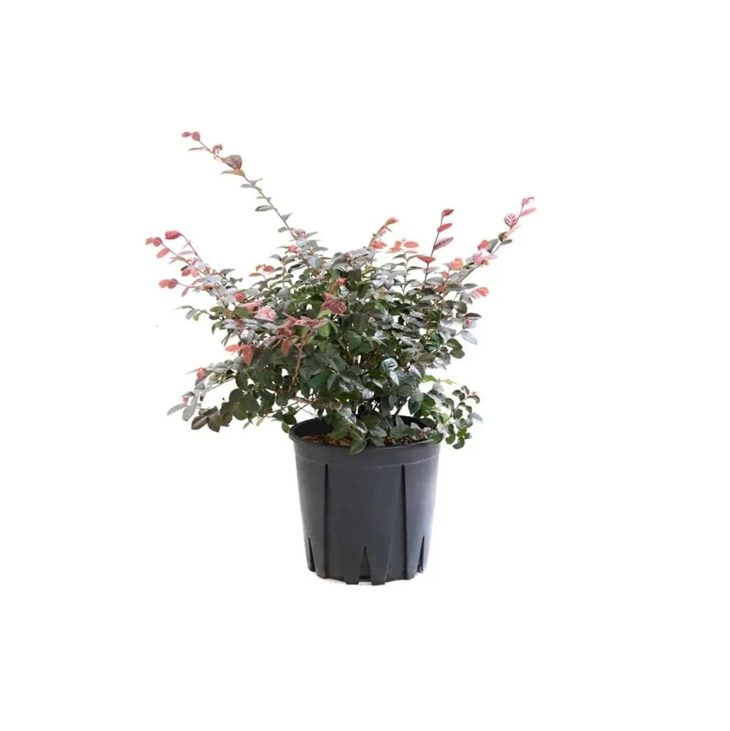 Loropetalum chinense `Black Pearl`