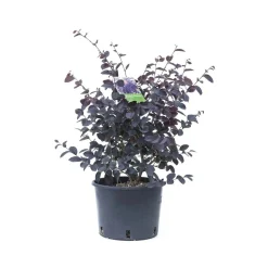Loropetalum chinense `Black Pearl`