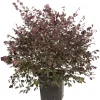 Loropetalum vaso 17 cm