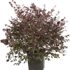 Loropetalum vaso 17 cm
