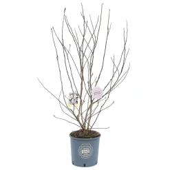Magnolia stellata