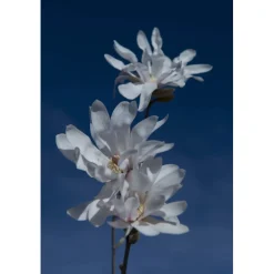 Magnolia stellata