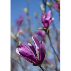 Magnolia `Susan`