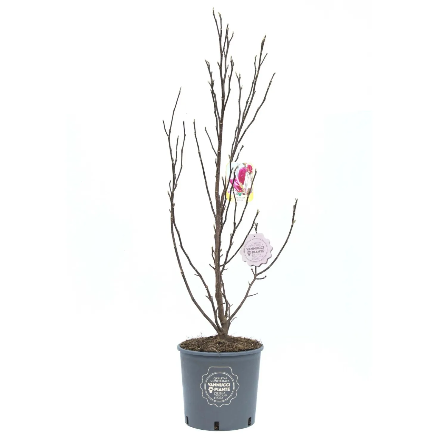 Magnolia `Susan`