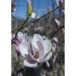 Magnolia x soulangeana