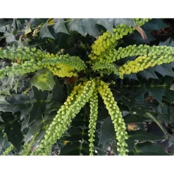 Mahonia x media `Winter Sun`