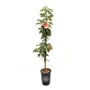 Malus ballerina