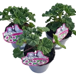 Malva selvatica con fiori violetti in vaso Ø 13 cm