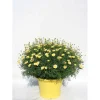 Margherita cespuglio vaso 18 cm fiore giallo