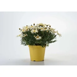Margherita gialla vaso ø 14 cm