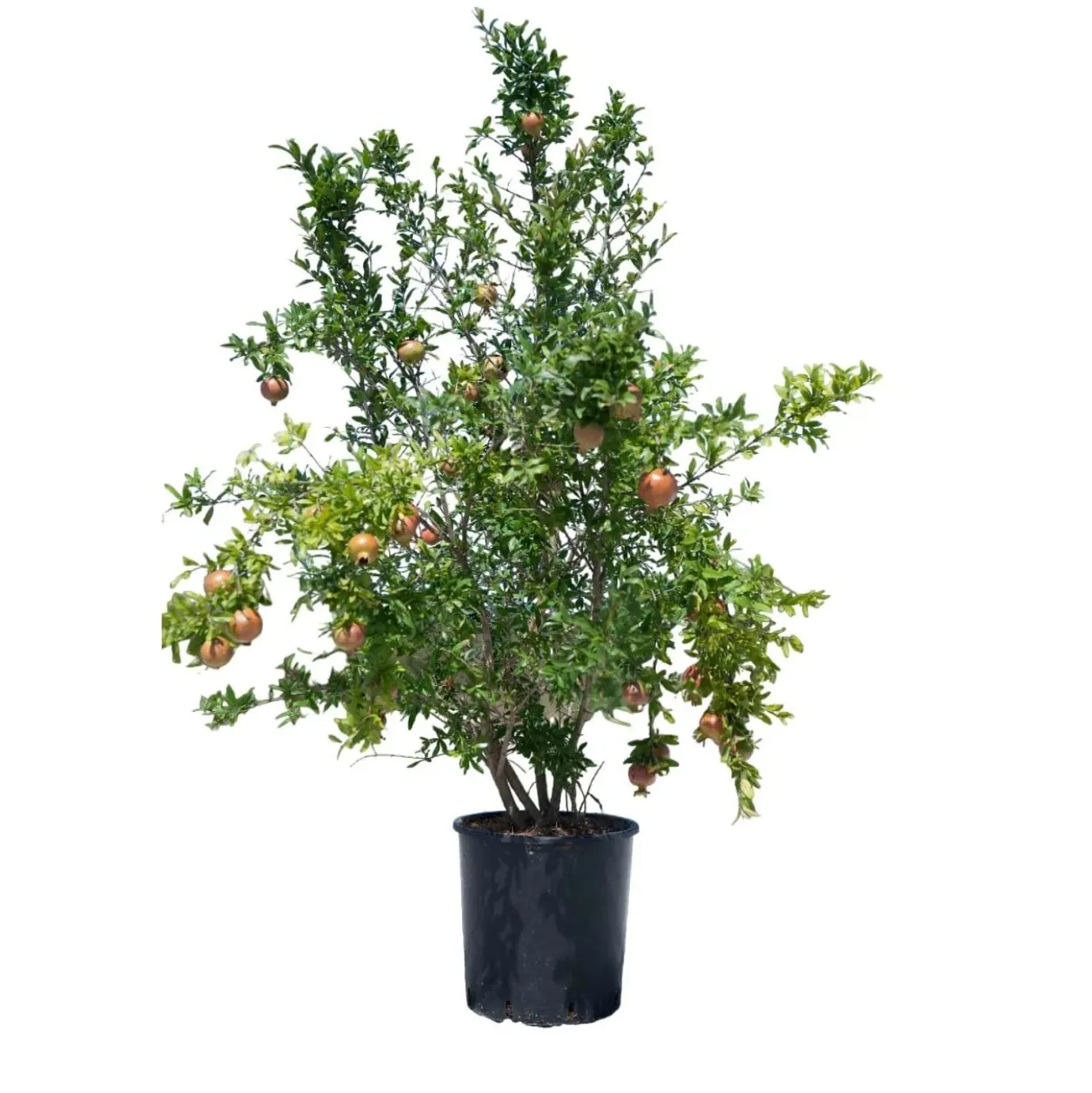 Melograno Punica granatum 1250x400x400 cm