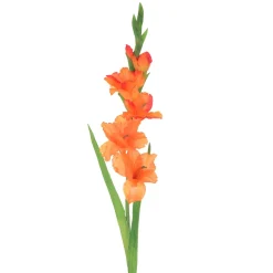 Mini Gladiolo 74 cm
