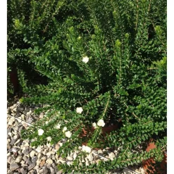 Mirto comune Tarentina cespuglio h 30/40 cm