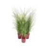 Miscanthus in varietà LV 11