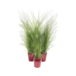 Miscanthus in varietà LV 11