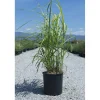 Miscanthus in varietà 80x25 cm
