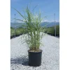 Miscanthus sinensis "Ferner Osten"