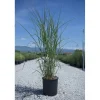 Miscanthus sinensis "Kleine Fontaine"