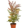 Nandina domestica