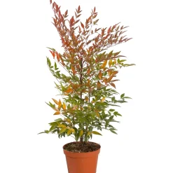 Nandina domestica