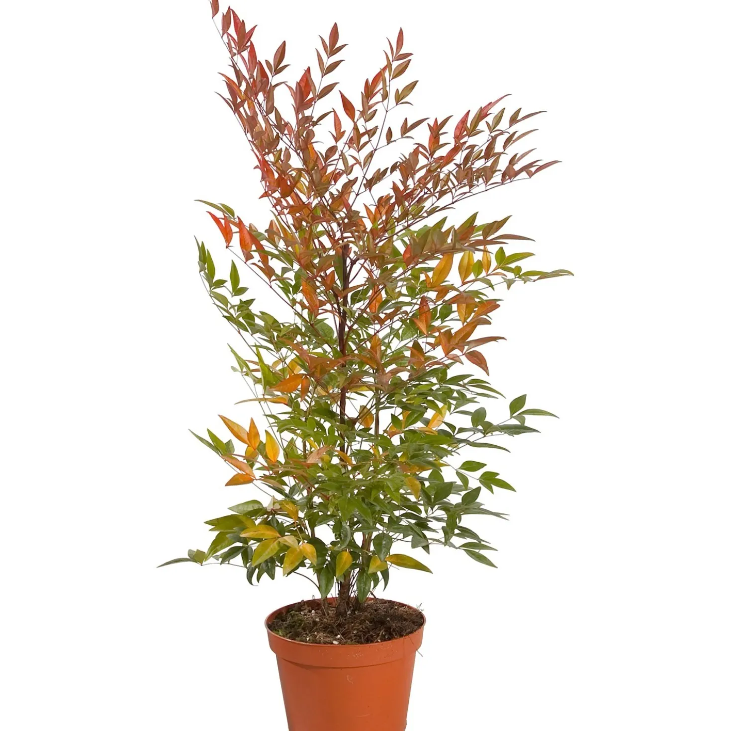 Nandina domestica
