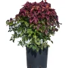 Nandina domestica Fire Power cespuglio h 25/30 cm