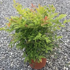 Nandina domestica Gulf Stream cespuglio h 25/30 cm