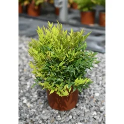 Nandina domestica Moon Bay cespuglio h 25/30 cm