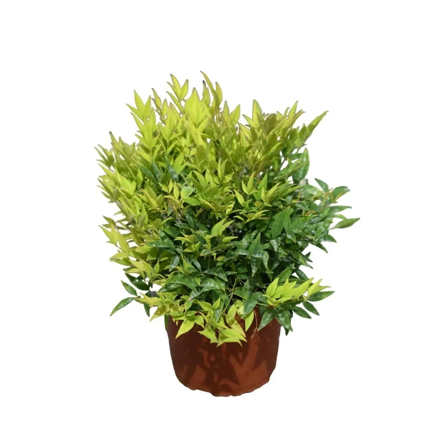 Nandina domestica Moon Bay cespuglio h 25/30 cm