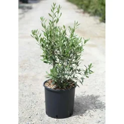 Olea europaea `Frangivento` - Olivo