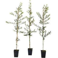 Olea europaea "Frantoio" astone