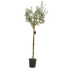 Olea europaea mezzo fusto (Olivo) Clt. 15