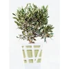 Olea europea Olivo in vaso decorativo Ø cm 18