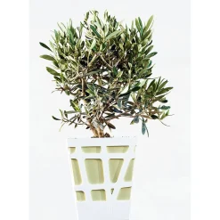 Olea europea Olivo in vaso decorativo Ø cm 18