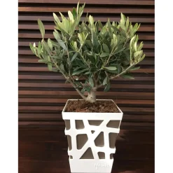 Olea europea Olivo in vaso decorativo Ø cm 18