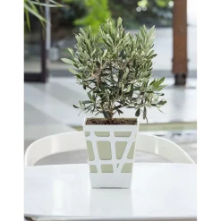 Olea europea Olivo in vaso decorativo Ø cm 18
