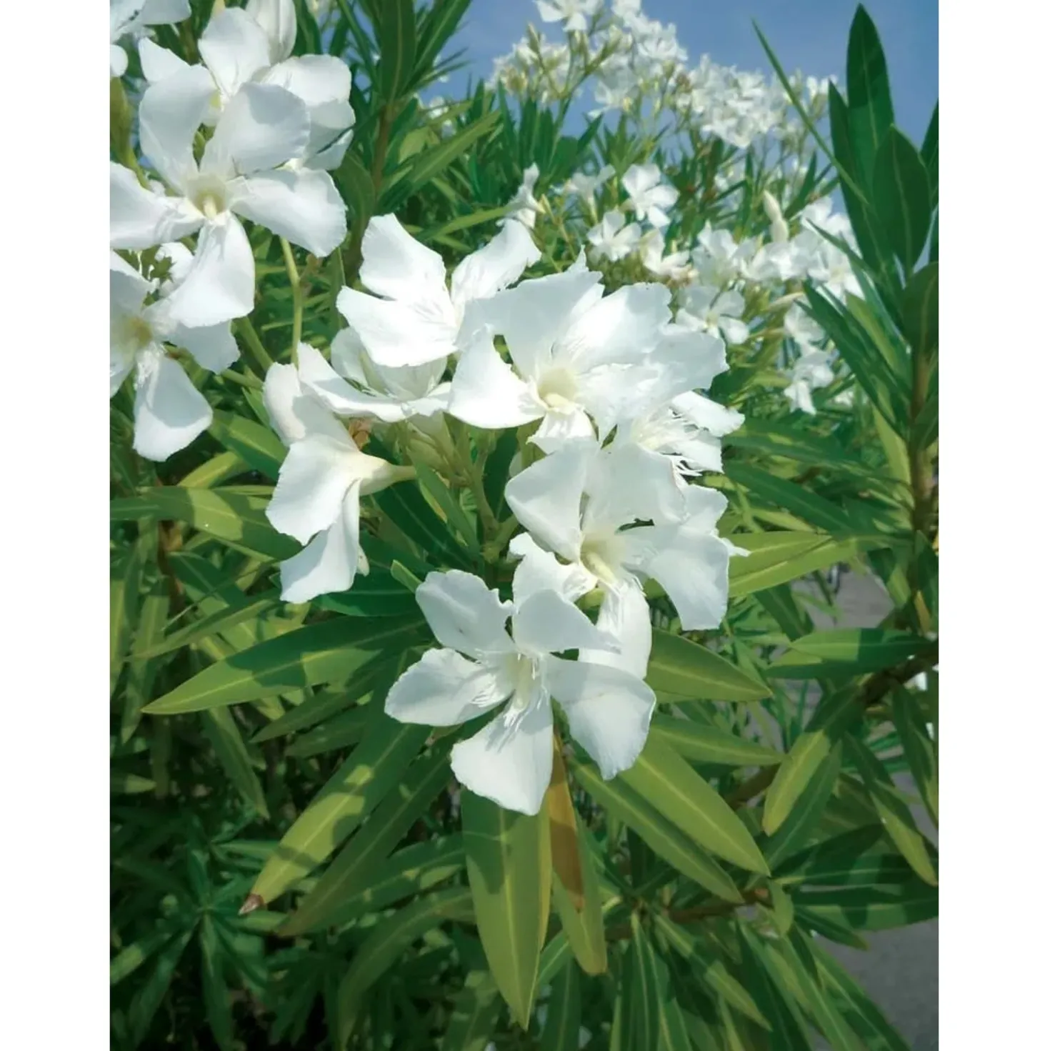 Oleandro Nerium Oleander Ø vaso 30 cm H 400