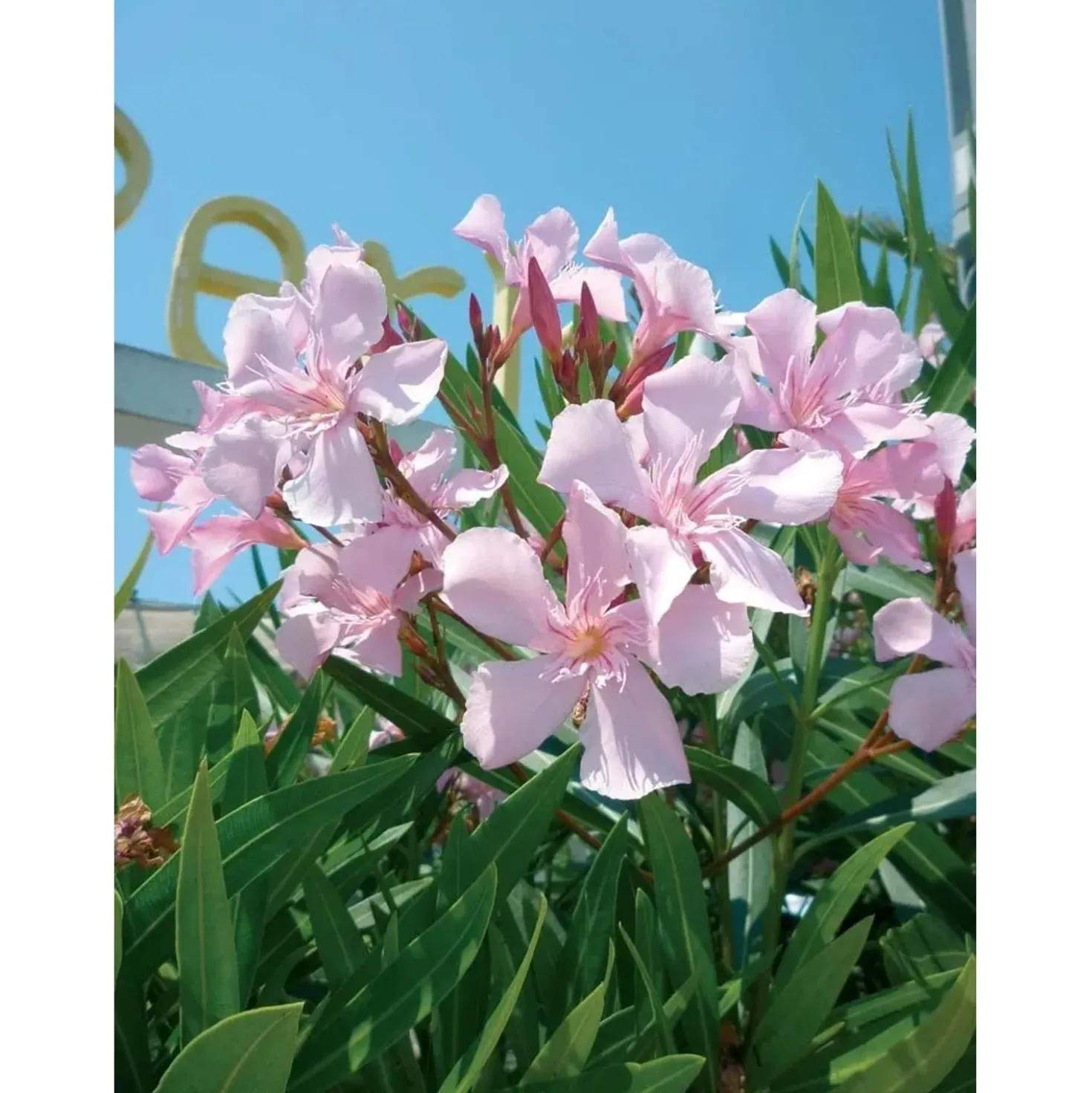 Oleandro Nerium Oleander Ø vaso 30 cm H 400