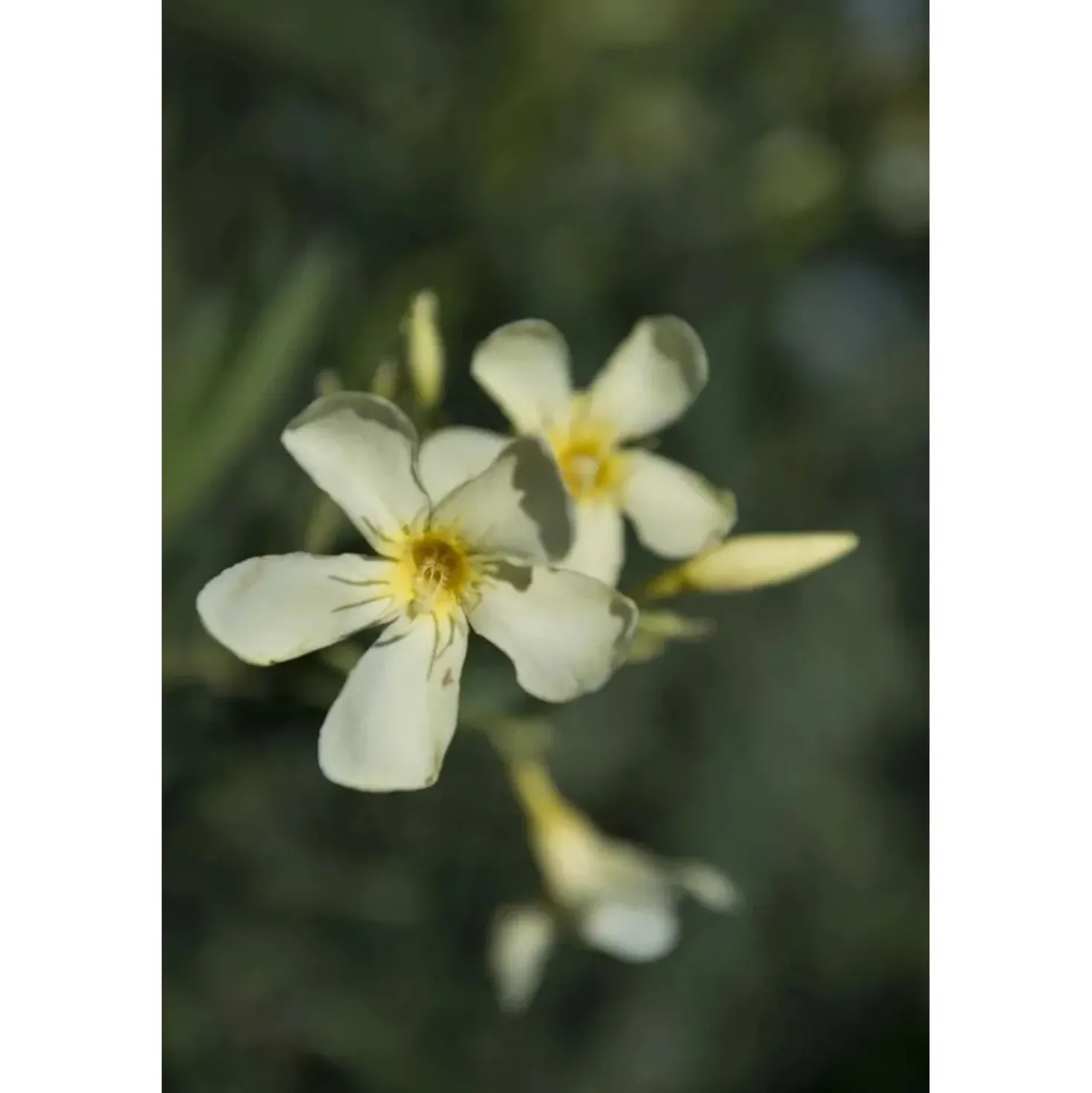 Oleandro Nerium Oleander Ø vaso 30 cm H 400