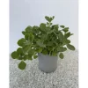 Origano cubano vaso Ø 14 cm