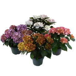 Ortensia dei fioristi Hydrangea macrophylla Marble mix vaso Ø 23 cm