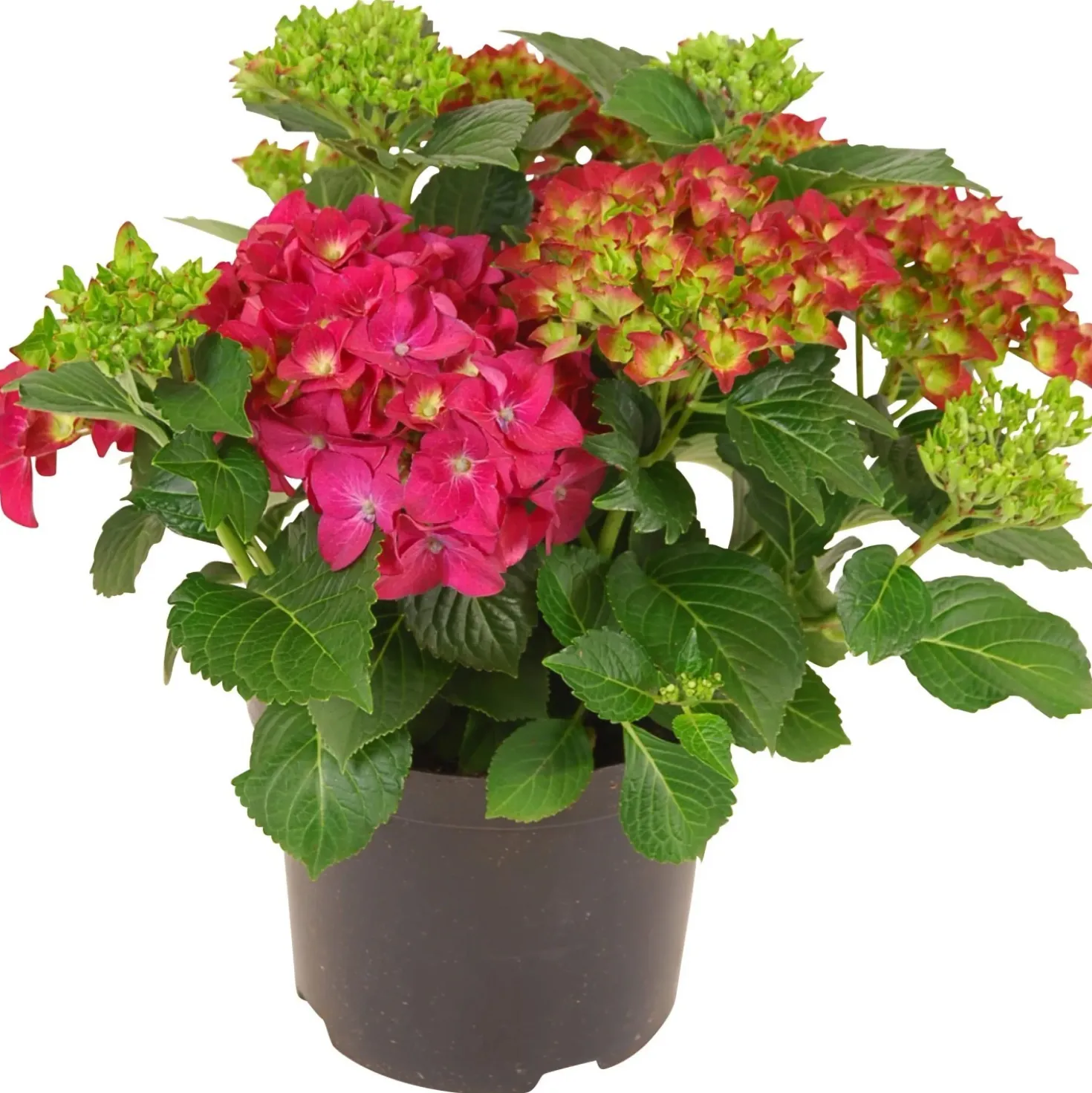 Ortensia Macrophylla rosso vaso Ø 23 H45 cm