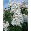 Ortensia Paniculata