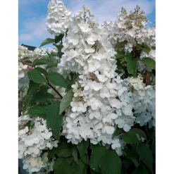 Ortensia Paniculata