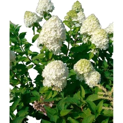 Ortensia Paniculata