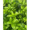 Osmanthus aquifolium