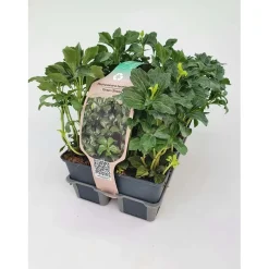 Pachysandra Term Gr. Sheen vaso 9 cm